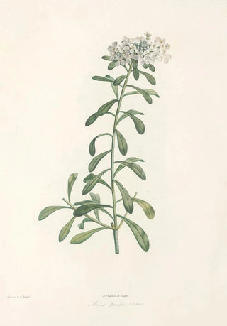 Pierre Joseph Redout - La botanique de J J Rousseau Pl 11.webp