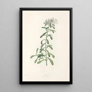 Pierre Joseph Redout - La botanique de J J Rousseau Pl 11.webp