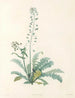 La botanique de J. J. Rousseau Pl 13 - Pierre-Joseph Redouté — vy av konstverket