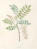 La botanique de J. J. Rousseau Pl 18 - Pierre-Joseph Redouté — vy av konstverket