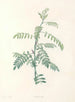 La botanique de J. J. Rousseau Pl 19 - Pierre-Joseph Redouté — vy av konstverket