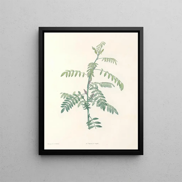 Pierre Joseph Redout - La botanique de J J Rousseau Pl 19.webp