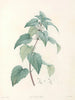 La botanique de J. J. Rousseau Pl 21 - Pierre-Joseph Redouté — vy av konstverket