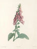 La botanique de J. J. Rousseau Pl 27 - Pierre-Joseph Redouté — vy av konstverket