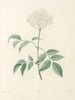 La botanique de J. J. Rousseau Pl 33 - Pierre-Joseph Redouté — vy av konstverket