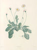La botanique de J. J. Rousseau Pl 34 - Pierre-Joseph Redouté — vy av konstverket