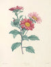 La botanique de J. J. Rousseau Pl 38 - Pierre-Joseph Redouté — vy av konstverket