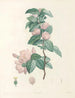 La botanique de J. J. Rousseau Pl 40 - Pierre-Joseph Redouté — vy av konstverket