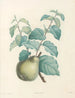 La botanique de J. J. Rousseau Pl 41 - Pierre-Joseph Redouté — vy av konstverket