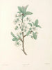 La botanique de J. J. Rousseau Pl 43 - Pierre-Joseph Redouté — vy av konstverket