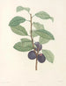 La botanique de J. J. Rousseau Pl 44 - Pierre-Joseph Redouté — vy av konstverket