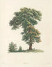 La botanique de J. J. Rousseau Pl 48 - Pierre-Joseph Redouté — vy av konstverket