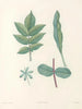 La botanique de J. J. Rousseau Pl 51 - Pierre-Joseph Redouté — vy av konstverket
