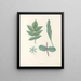 La botanique de J. J. Rousseau Pl 51 - Pierre-Joseph Redouté — inramlat konstverk på väggen