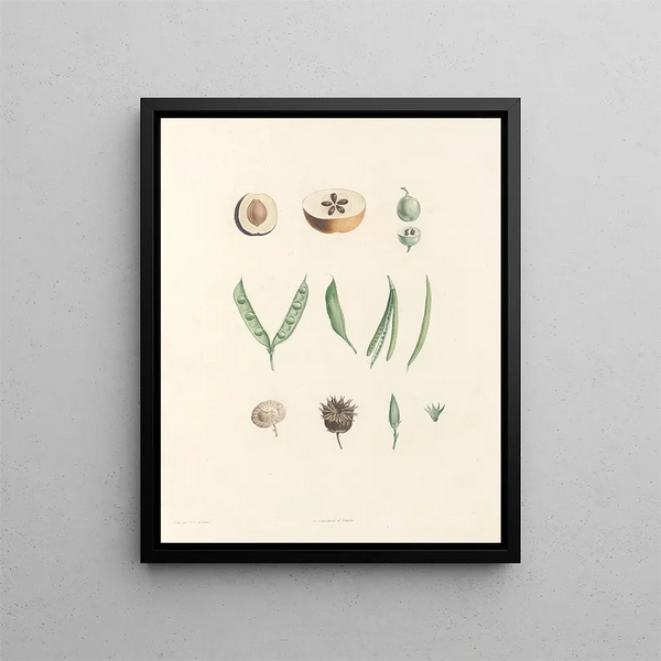 Pierre Joseph Redout - La botanique de J J Rousseau Pl 62.webp