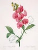 Lathyrus latifolius Pois éternel - Pierre Joseph Redouté — vy av konstverket