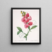 Lathyrus latifolius Pois éternel - Pierre Joseph Redouté — inramlat konstverk på väggen