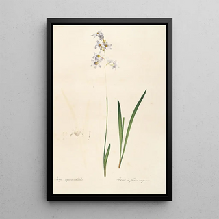 Pierre Joseph Redout - Les liliacees Pl11.webp