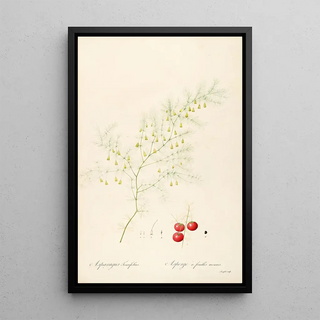 Pierre Joseph Redout - Les liliacees Pl14.webp