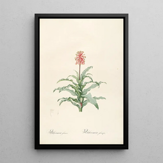 Pierre Joseph Redout - Les liliacees Pl20.webp