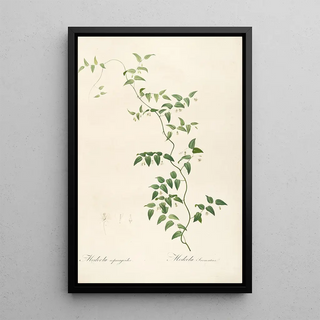 Pierre Joseph Redout - Les liliacees Pl21.webp