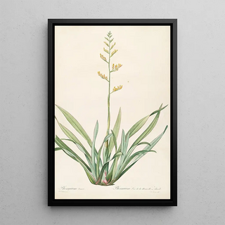 Pierre Joseph Redout - Les liliacees Pl27.webp