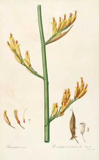 Pierre Joseph Redout - Les liliacees Pl28.webp