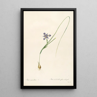 Pierre Joseph Redout - Les liliacees Pl37.webp