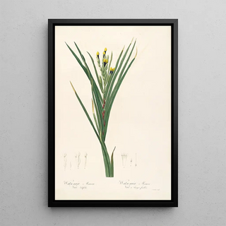 Pierre Joseph Redout - Les liliacees Pl42.webp