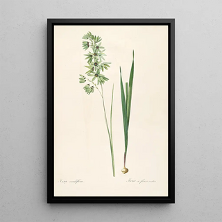 Pierre Joseph Redout - Les liliacees Pl45.webp