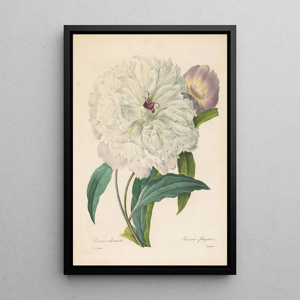 Pivoine flamboyante - Pierre Joseph Redouté — inramlat konstverk på väggen