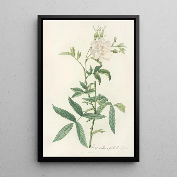 Rosa Alba Cimbaefolia - Pierre Joseph Redouté — inramlat konstverk på väggen