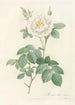 Rosa Alba Flore Pleno - Pierre Joseph Redouté — vy av konstverket