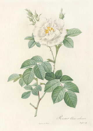 Pierre Joseph Redout - Rosa Alba Flore Pleno.webp