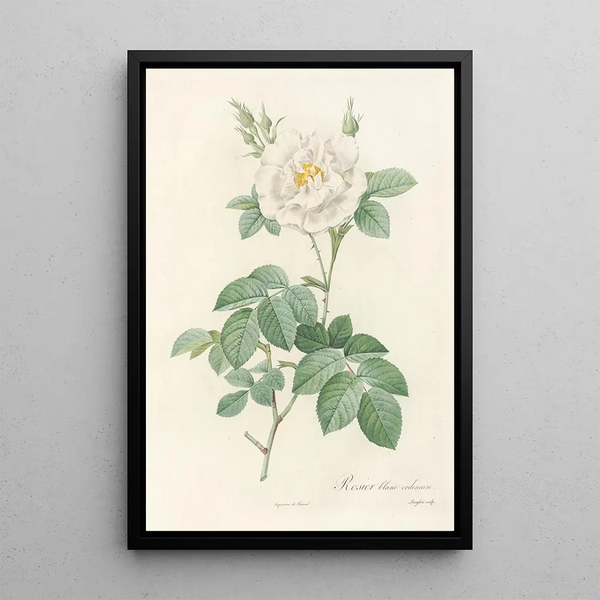 Rosa Alba Flore Pleno - Pierre Joseph Redouté — inramlat konstverk på väggen