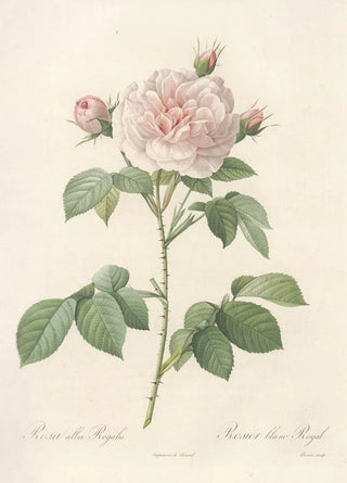 Pierre Joseph Redout - Rosa Alba Regalis.webp