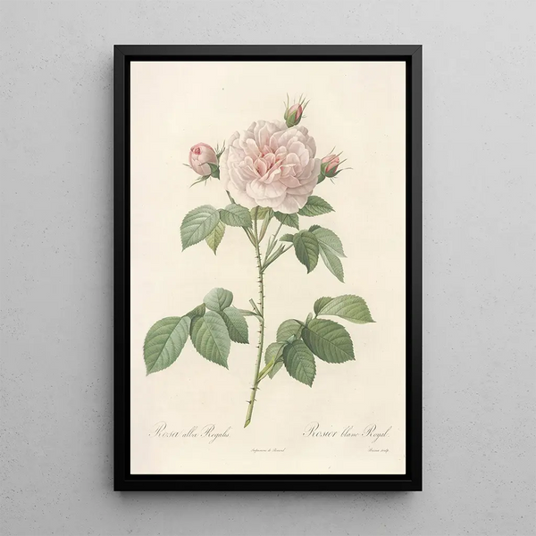 Rosa Alba Regalis - Pierre Joseph Redouté — inramlat konstverk på väggen