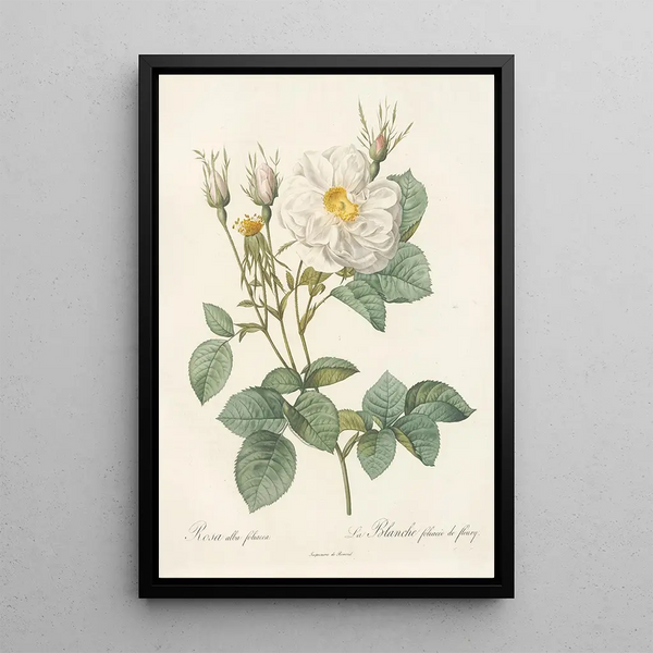 Rosa Alba foliacea - Pierre Joseph Redouté — inramlat konstverk på väggen