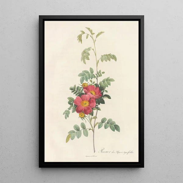 Rosa Alpina Debilis - Pierre Joseph Redouté — inramlat konstverk på väggen