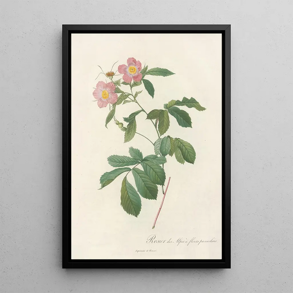 Rosa Alpina Flore Variegato - Pierre Joseph Redouté — inramlat konstverk på väggen