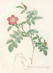 Rosa Alpina Pendulina - Pierre Joseph Redouté — vy av konstverket