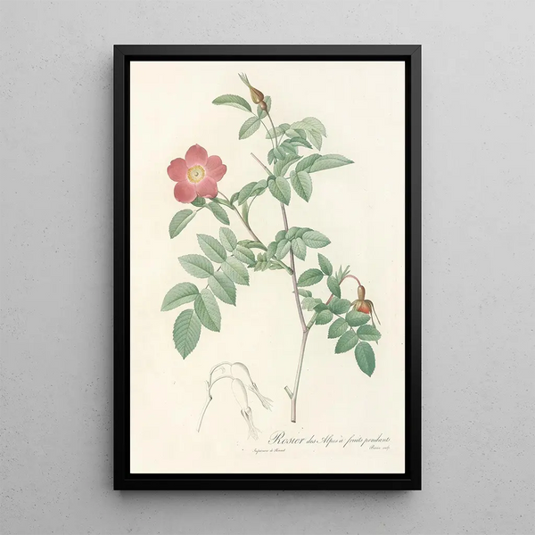 Rosa Alpina Pendulina - Pierre Joseph Redouté — inramlat konstverk på väggen