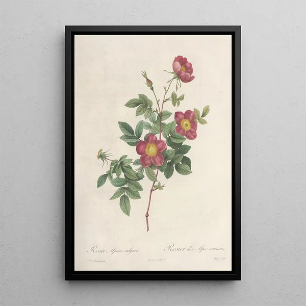 Rosa Alpina Vulgaris - Pierre Joseph Redouté — inramlat konstverk på väggen
