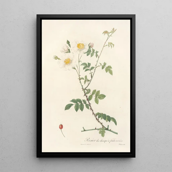 Rosa Arvensis Ovata - Pierre Joseph Redouté — inramlat konstverk på väggen