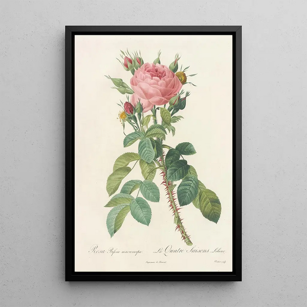 Rosa Bifera Macrocarpa - Pierre Joseph Redouté — inramlat konstverk på väggen