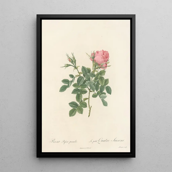 Rosa Bifera Pumila - Pierre Joseph Redouté — inramlat konstverk på väggen