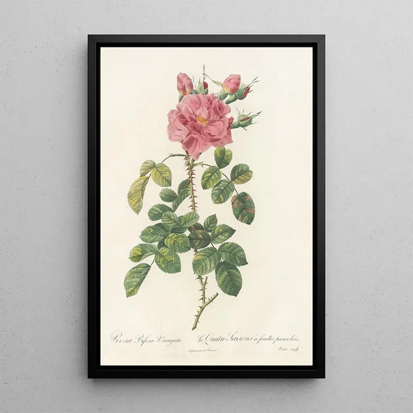 Rosa Bifera Variegata - Pierre Joseph Redouté — inramlat konstverk på väggen