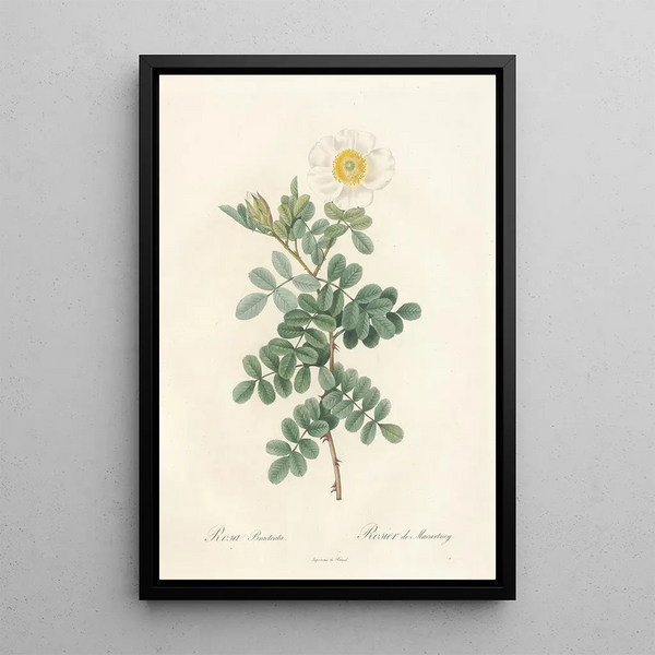 Rosa Bracteata - Pierre Joseph Redouté — inramlat konstverk på väggen