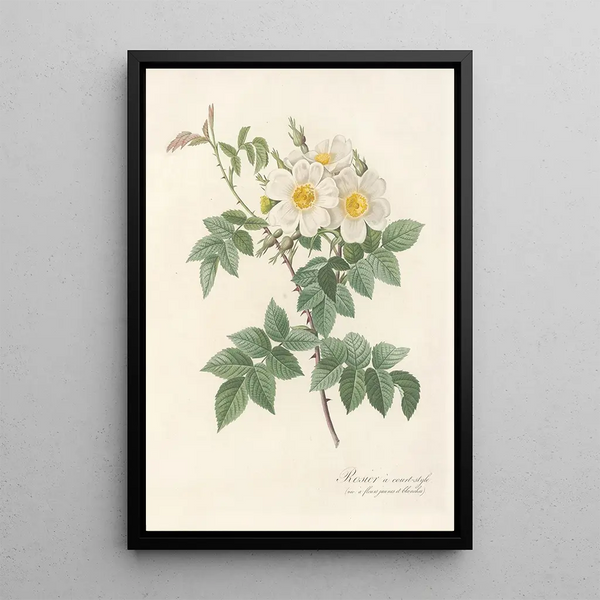 Rosa Brevistyla Leucochroa - Pierre Joseph Redouté — inramlat konstverk på väggen