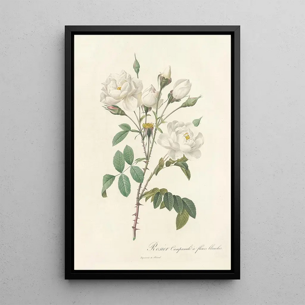 Rosa Campanulata Alba - Pierre Joseph Redouté — inramlat konstverk på väggen